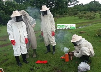 Linsan-Saran (Lélouma) : le maire de la commune rurale cherche des partenaires privés pour des activités apicoles à grande échelle (modifié)