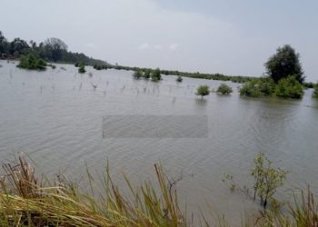 Forécariah: les domaines cultivables de Kaback disparaissent sous l’eau de mer