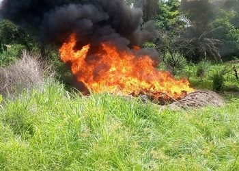 Kindia : opération d’incinération de près de 2 tonnes de chanvre indien saisies dans la région (AGP)