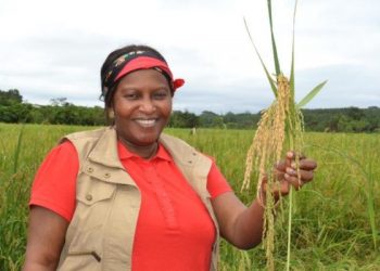 Retrait de la plateforme de Timbi-Madina à Moussa Para Diallo : des raisons politiques inavouées pourraient justifier la décision gouvernementale