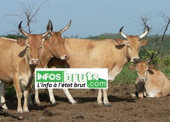 Elevage bovin en Guinée : la race Ndama menacée de disparition, selon l’ancien directeur général de l’office du bétail (OBETAIL)