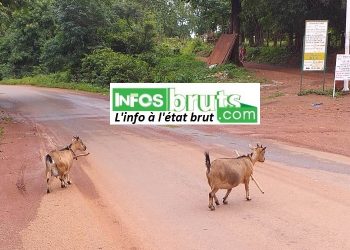 Sécurité routière : la divagation des bétails et les trous sur la chaussée, préoccupation majeure des étudiants de l’Université Hafia de Labé