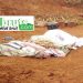 Mandiana : 5 burkinabè tués dans un éboulement en plein sommeil, 5 autres blessés (Croix Rouge)