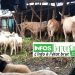 Marché de bétails de Kindia: Un mouton négocié jusqu’à 2 millions de francs guinéens