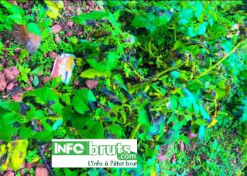 Mali : des champs de pomme de terre détruits par maladie « Mildiou »