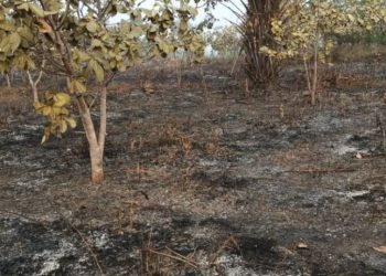 Kataba (Boké) : La plantation de Thierno Younoussa Bah de la RTG ravagée par un incendie criminel