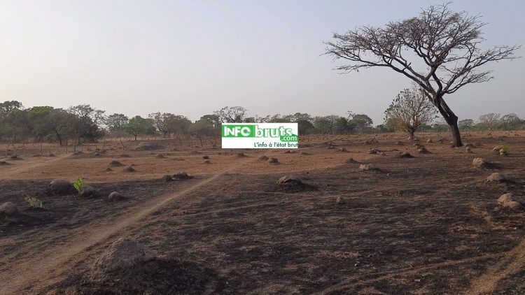 Incendie de la plantation forestière de Noussy (Labé) : le jeune frère de l’imam soupçonné de crime floristique et faunique