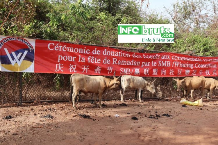 Boké et Télémélé : 209 têtes de bœuf pour 240 villages couverts par le consortium SMB-WINING