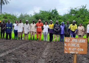 Boké : le Groupe UMS marque le pas dans la filière rizicole pour l’autonomisation des communautés de Katougouma