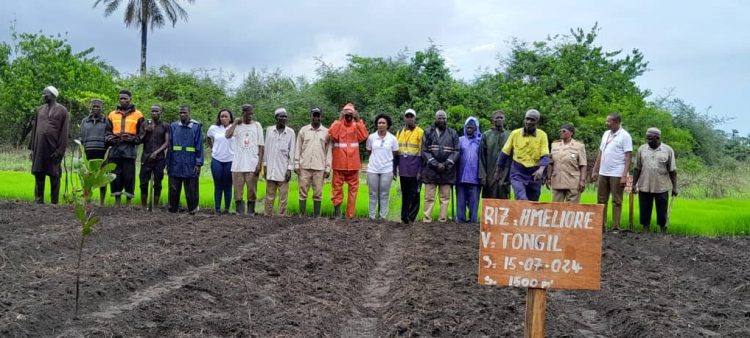 Boké : le Groupe UMS marque le pas dans la filière rizicole pour l’autonomisation des communautés de Katougouma