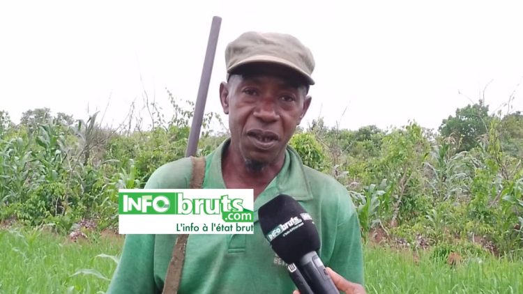 DABADOU (Kankan) : Koumba Mamadi Sidibé, un brave cultivateur aux maigres moyens