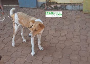 Boké : Lancement de la Campagne de vaccination des chiens contre la rage