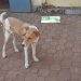 Boké : Lancement de la Campagne de vaccination des chiens contre la rage