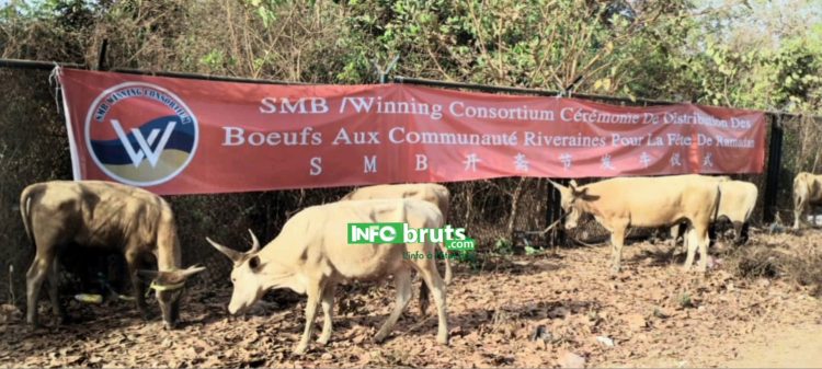 Vers l’Aid-El-Fitr: Le Consortium SMB-Winning fait don de 214 bœufs aux communautés de Boké et Télimélé