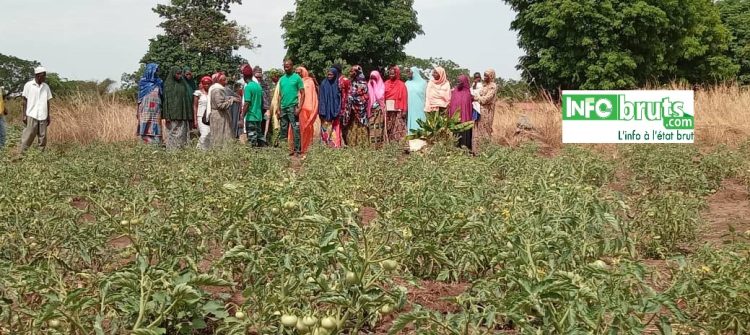 Pita : À Bantiguel, une ferme agroécologique redonne espoir aux femmes rurales grâce à Solidarité Suisse-Guinée