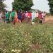 Pita : À Bantiguel, une ferme agroécologique redonne espoir aux femmes rurales grâce à Solidarité Suisse-Guinée