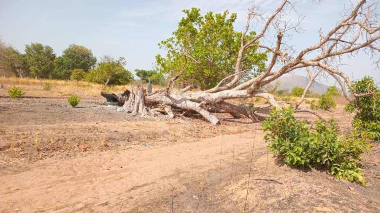 Inquiétudes à Sambaldé (Koundara) : L’exploitation anarchique des carrières de sable menace l’écosystème et les habitants
