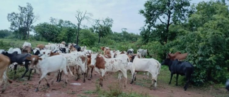 Beyla : l’invasion des zébus étrangers plonge Sokourala dans une crise agricole
