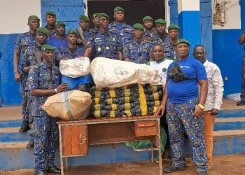 Boké : 64 kg de chanvre indien saisis par la Gendarmerie Territoriale à Yomboya