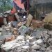 Inondations en Guinée : 6 morts, 7 blessés et plus de 4.000 personnes touchées, selon l’ANGUCH