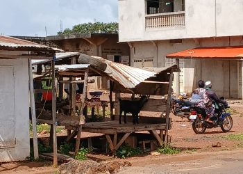 Lafou : une commune qui survit sans véritable souffle financier