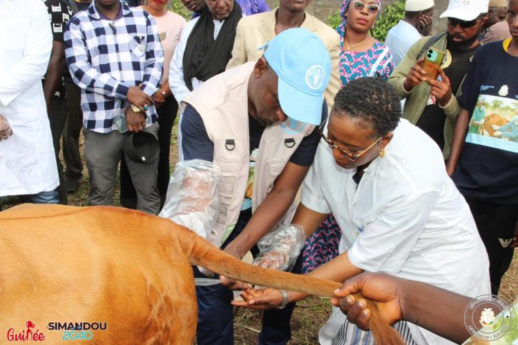 Dubréka : Lancement officiel du programme national d’insémination artificielle animale
