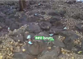 Pita : des pluies diluviennes ravagent plus de 300 hectares de champs de pommes de terre à Timbi Madina