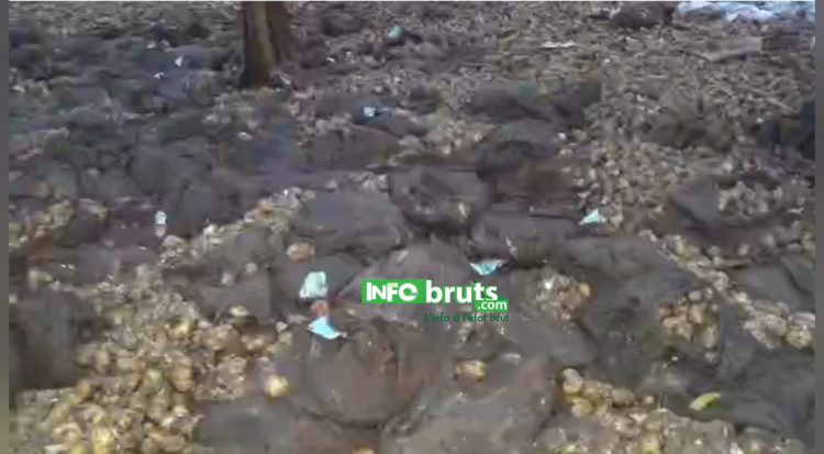 Pita : des pluies diluviennes ravagent plus de 300 hectares de champs de pommes de terre à Timbi Madina