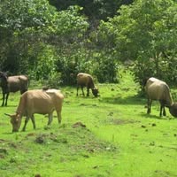 Fouta : la course aux lotissements menace les terres agricoles (Par Abdoulaye Miké Sow)