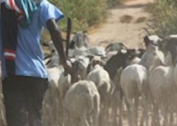 Sénégal : un Malien interpellé avec des moutons volés en provenance de Guinée