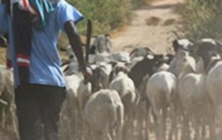 Sénégal : un Malien interpellé avec des moutons volés en provenance de Guinée