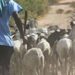 Sénégal : un Malien interpellé avec des moutons volés en provenance de Guinée