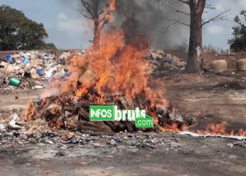 Dalaba : 150 kg de chanvre indien saisis et incinérés, les autorités intensifient la lutte contre le trafic