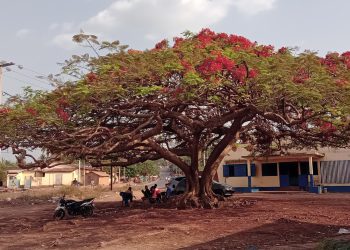 Circonscriptions électorales de la préfecture de Télimélé : voici la liste provisoire des candidatures validées par la DGE