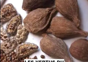LE PIMENT DE GUINÉE : UN TRÉSOR CULINAIRE ET SPIRITUEL AFRICAIN